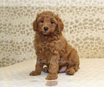 Small Cavapoo