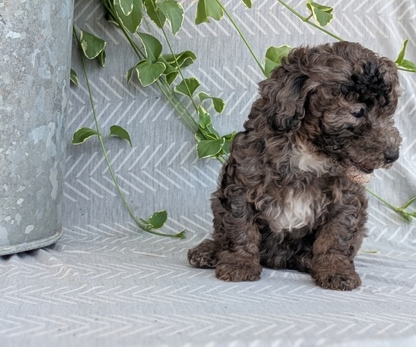 Medium Photo #5 Poodle (Toy) Puppy For Sale in GOSHEN, IN, USA