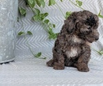 Small #4 Poodle (Toy)