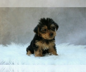 YorkiePoo Puppy for sale in LOWELL, MA, USA