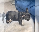 Small Photo #14 French Bulldog Puppy For Sale in COLUMBUS, OH, USA