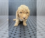 Puppy 3 Poodle (Toy)