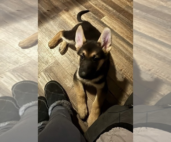 Medium Photo #3 German Shepherd Dog Puppy For Sale in SACRAMENTO, CA, USA