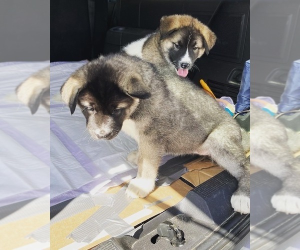 Medium Photo #8 Akita-Alusky Mix Puppy For Sale in SAN JACINTO, CA, USA