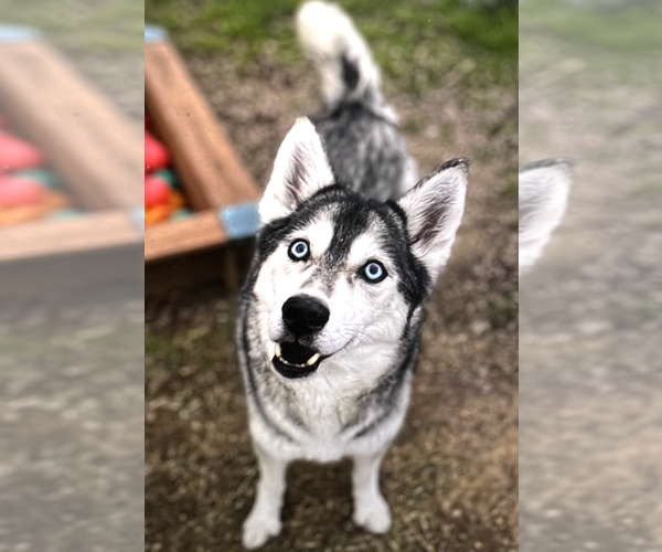 Medium Photo #7 Siberian Husky Puppy For Sale in Carrollton, TX, USA
