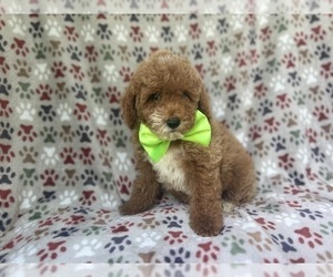 Cock-A-Poo Puppy for sale in LAKELAND, FL, USA