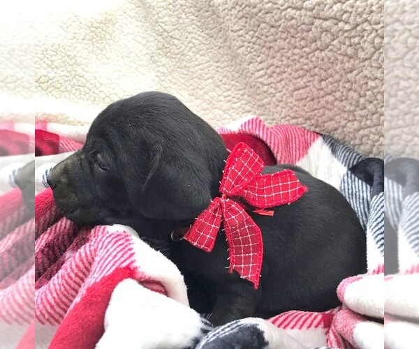 Full screen Photo #1 Labrador Retriever Puppy For Sale in DAYTON, VA, USA