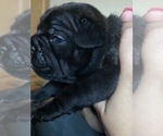 Small Photo #6 French Bulldog Puppy For Sale in PUYALLUP, WA, USA