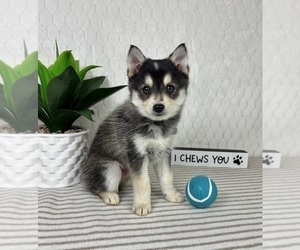 Pomsky Puppy for sale in GREENFIELD, IN, USA
