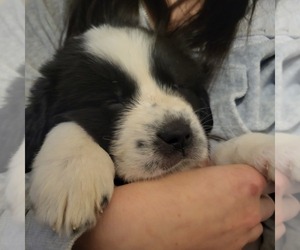 Great Pyrenees-Newfoundland Mix Puppy for sale in ASHEVILLE, NC, USA
