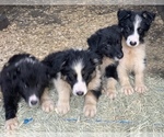 Small Photo #1 Border Collie Puppy For Sale in BLANCO, TX, USA