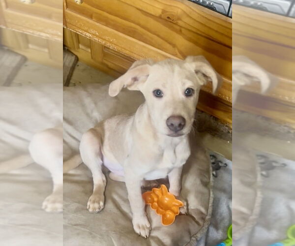 Medium Photo #3 Labrador Retriever-Unknown Mix Puppy For Sale in San Diego, CA, USA