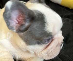 French Bulldog Puppy for sale in FORT MYERS, FL, USA