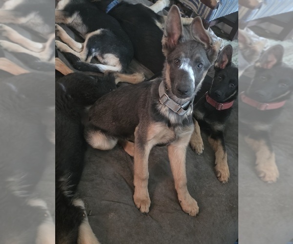 Medium Photo #1 German Shepherd Dog Puppy For Sale in MECHANICSVILLE, VA, USA
