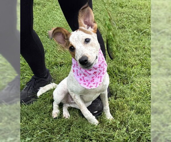 Medium Photo #1 Mutt Puppy For Sale in Warrenton, VA, USA