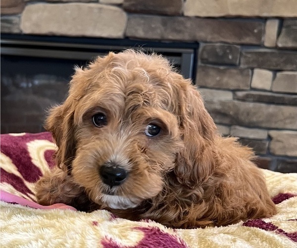 Medium Photo #2 Goldendoodle Puppy For Sale in NOBLESVILLE, IN, USA