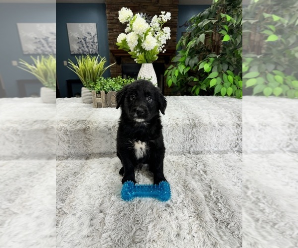 Medium Photo #2 Australian Retriever Puppy For Sale in GREENFIELD, IN, USA