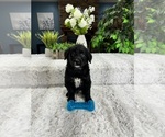 Small Photo #2 Australian Retriever Puppy For Sale in GREENFIELD, IN, USA