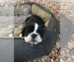 Small Photo #5 English Bulldogge Puppy For Sale in LAKESIDE, CA, USA