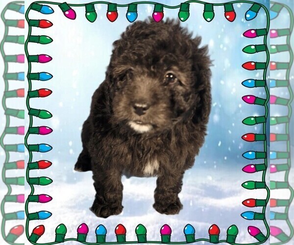 Medium Photo #12 Bernedoodle (Miniature) Puppy For Sale in PEYTON, CO, USA