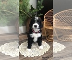 Small Photo #15 Bernedoodle Puppy For Sale in MIAMISBURG, OH, USA