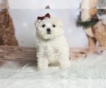 Puppy Gwen Maltese