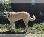 Small Photo #2 Anatolian Shepherd Puppy For Sale in Winter Park, CO, USA
