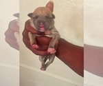 Small Photo #14 American Pit Bull Terrier Puppy For Sale in NEWARK, NJ, USA