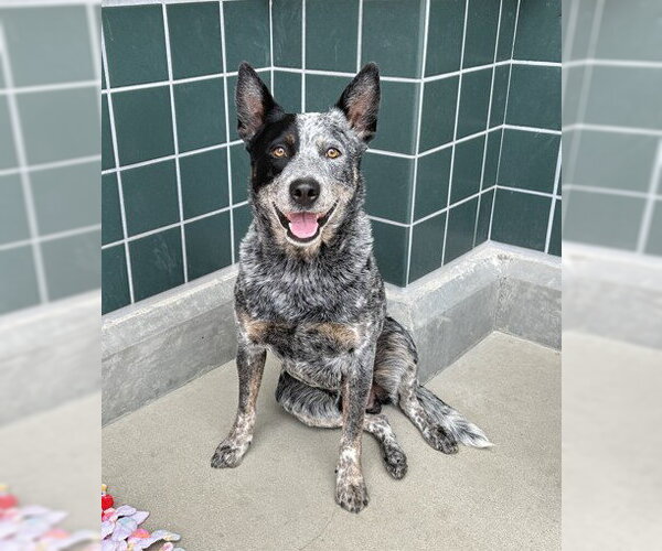 Medium Photo #3 Mutt Puppy For Sale in Rancho Cucamonga, CA, USA