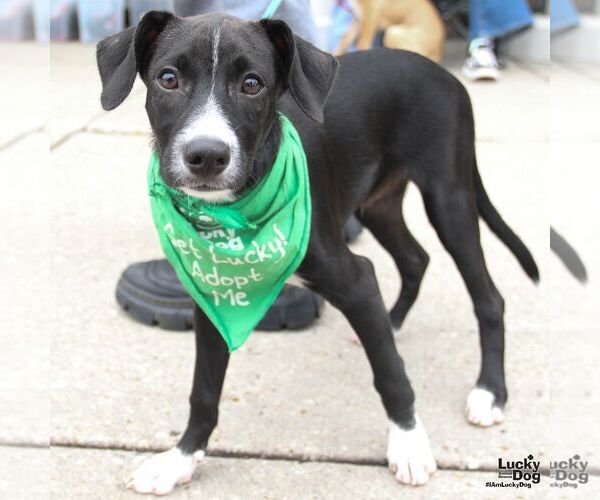 Medium Photo #4 Mutt Puppy For Sale in Washington, DC, USA