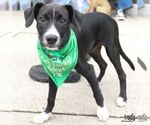 Small #3 Mutt