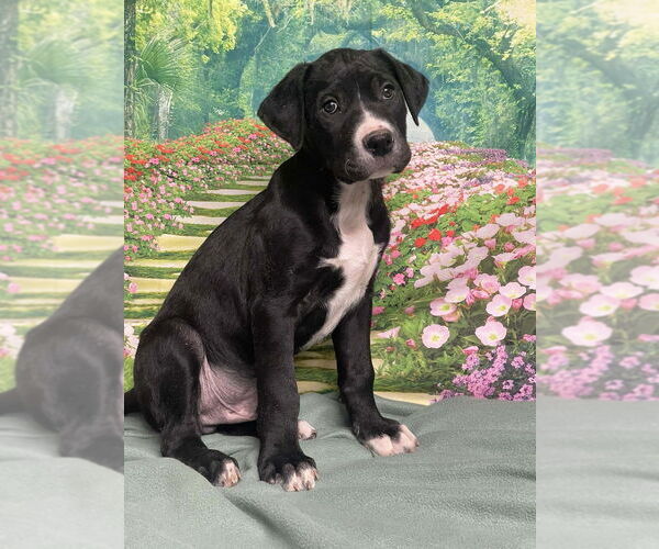 Medium Photo #2 American Staffordshire Terrier-Unknown Mix Puppy For Sale in Lakewood, CO, USA
