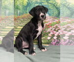 Small #1 American Staffordshire Terrier Mix
