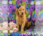Small Photo #2 Golden Retriever Puppy For Sale in NARVON, PA, USA