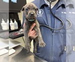 Small #6 Cane Corso