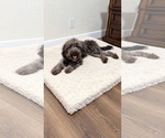 Small Photo #3 Poodle (Miniature)-Unknown Mix Puppy For Sale in Corona, CA, USA
