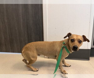 Chiweenie Dogs for adoption in Corona, CA, USA