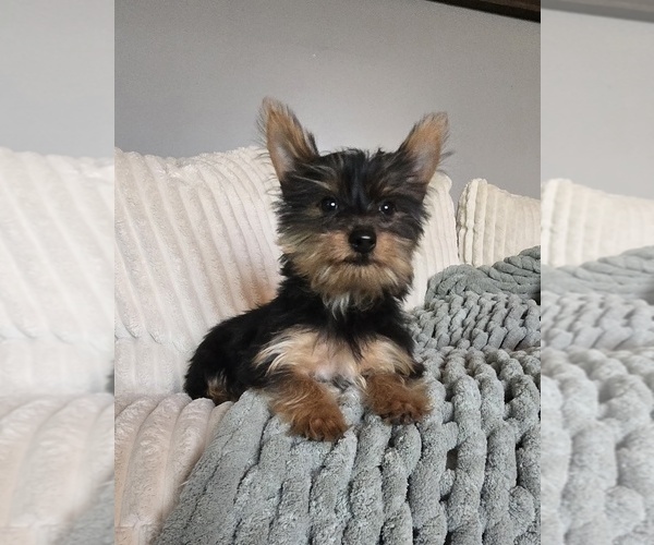 Medium Photo #2 Yorkshire Terrier Puppy For Sale in INDIANAPOLIS, IN, USA