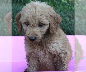 Goldendoodle (Miniature) Puppy for sale in FREDERICKSBURG, OH, USA