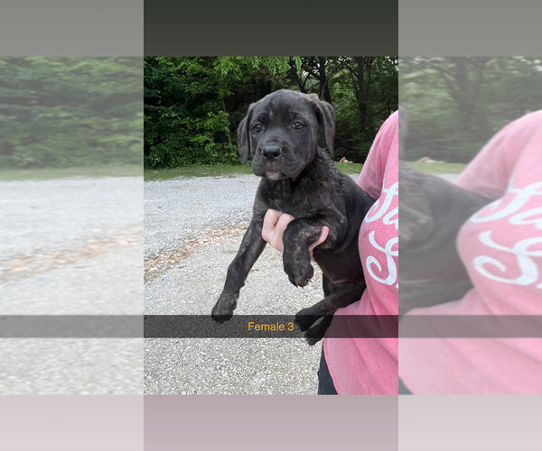 Medium Photo #6 Cane Corso Puppy For Sale in JAMESTOWN, MO, USA