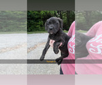 Small #5 Cane Corso