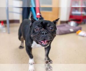 Weezer - Male French Bulldog Dog for Adoption - Photo #4
