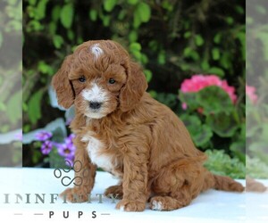 Cavapoo Puppy for sale in EAST EARL, PA, USA