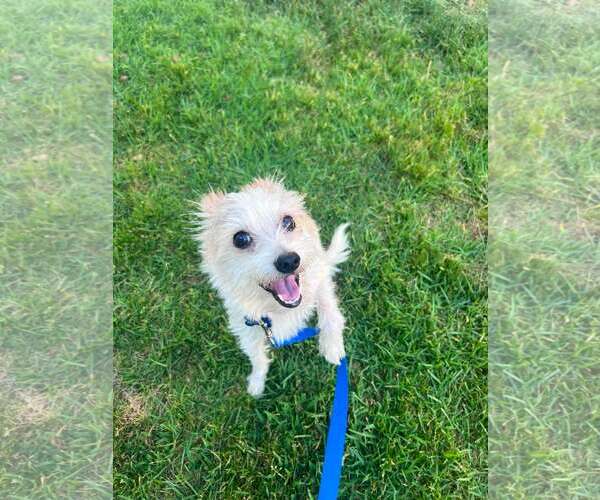 Medium Photo #9 Mutt Puppy For Sale in Corona, CA, USA
