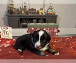 Small Photo #40 Australian Shepherd Puppy For Sale in SALISBURY, NC, USA