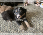 Small Photo #19 Miniature Australian Shepherd Puppy For Sale in BETHANY, IL, USA