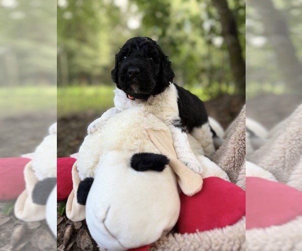 Medium Photo #53 Goldendoodle Puppy For Sale in PIERSON, FL, USA