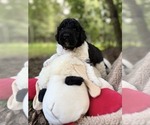 Small Photo #53 Goldendoodle Puppy For Sale in PIERSON, FL, USA