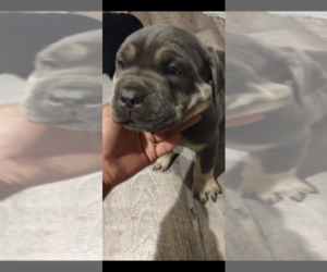 Cane Corso Puppy for sale in TOLEDO, OH, USA