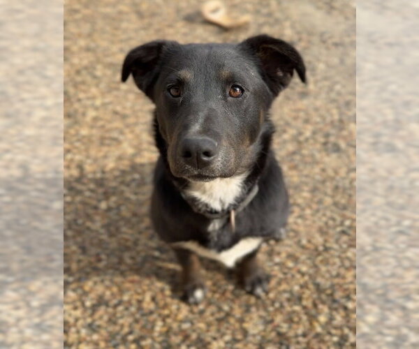Medium Photo #5 Australian Shepherd-Irish Wolfhound Mix Puppy For Sale in Bemidji, MN, USA